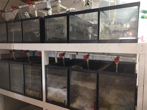 Clownfish breeding system | Michigan Reefers