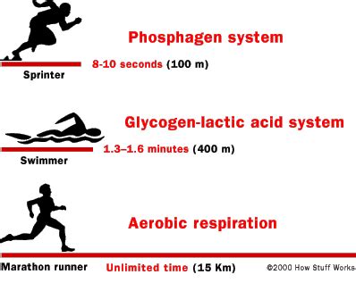 Aerobic System - Sports Science