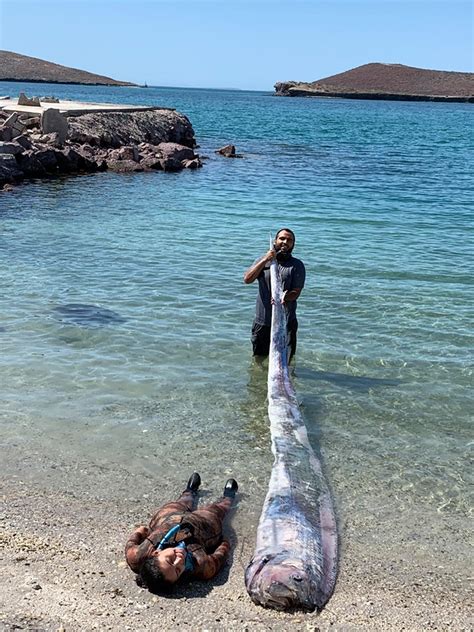 Mysterious deep-sea oarfish discovered on Baja Beach