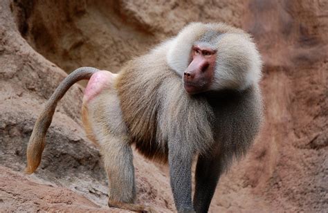 Hamadryas Baboon Facts, Range, Behavior, Diet, Pictures