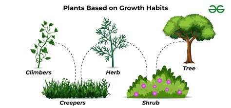 Types of Plants