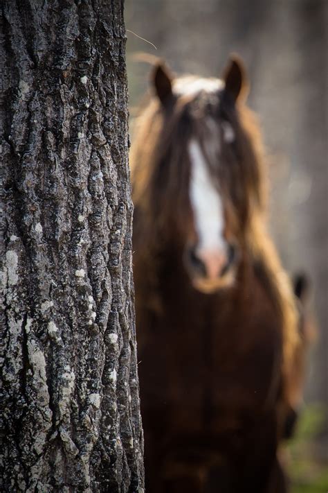 The Wild Horses of Alberta | Behance