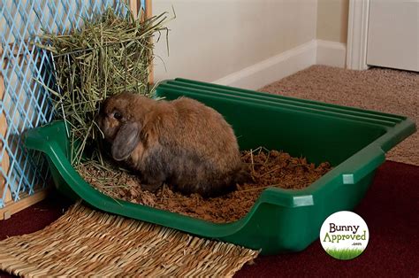 Litter Box Set-Up for Rabbits - What are the Choices? - Bunny Approved - House Rabbit Toys ...