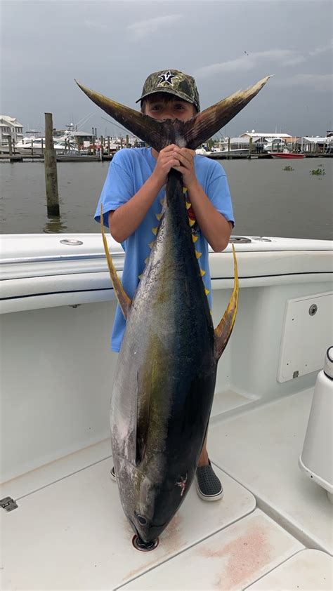 It’s Time to Fall into Huge Yellowfin Tunas