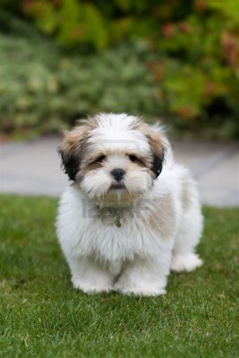 Lhasa Apso photo and wallpaper. Beautiful Lhasa Apso pictures