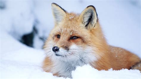 35 Winter Fox Wallpapers - Wallpaperboat