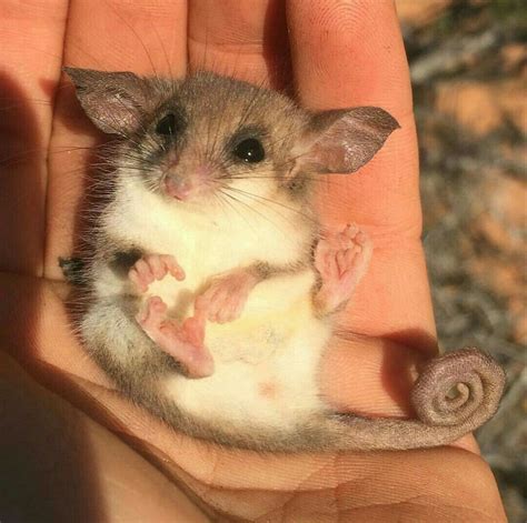 Western Pygmy possum So cute! | Cute baby animals, Baby animals, Cute ...