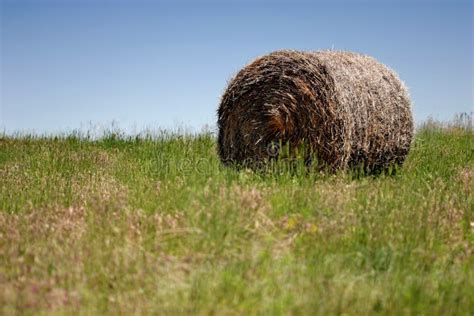 Bail of Hay stock image. Image of country, feed, straw - 21662003