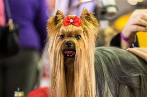 Westminster Kennel Club Dog Show - Urban Dog