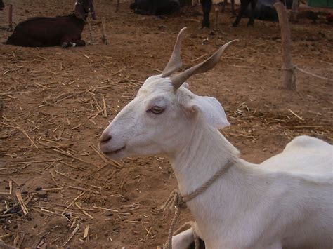 barbari goat | barbari goat from thattah sindh | RAZIQ ABDUL | Flickr