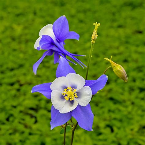 Purple Flowers Hummingbirds Like - PURPLE-CROWNED FAIRY (hummingbird ...