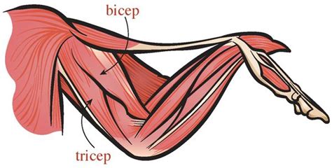 Chicken Muscles Anatomy - Anatomical Charts & Posters