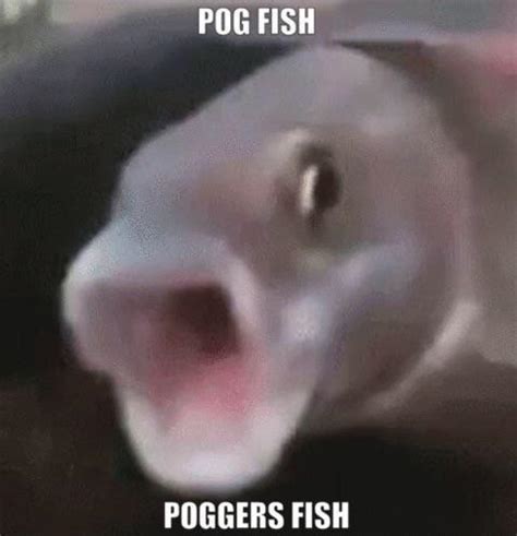 Fish Pog : r/LudwigAhgren