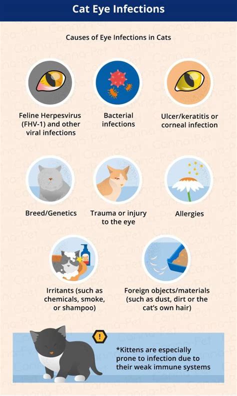 Cat Eye Discharge and Its Treatment - HubPages