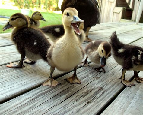 10 Animals That Are Very Happy to Meet You