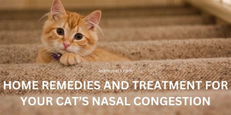 Effective Home Remedies for Cat Nasal Congestion