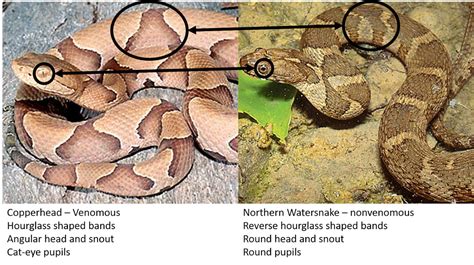 Species Profile: Nerodia Sipedon - Northern Watersnake » Bella Vista ...