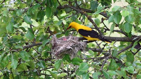 Golden Oriole (Oriolus oriolus) | Golden oriole, Orioles, Site film