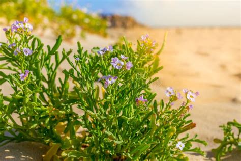 Halophytes at the Coastal Zone. Salt Plant, Common Glasswort ...