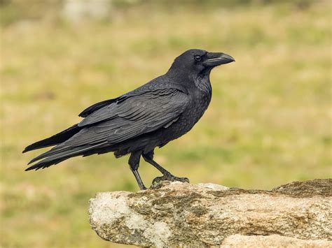 Crow Symbolism: A Complete Guide | Birdfact