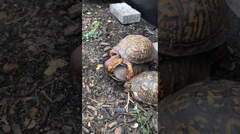 Eastern box turtle breeding - YouTube