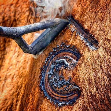 Cattle brand | Cattle brands, Horse brand, Cattle