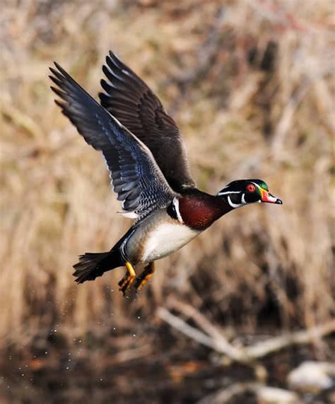 Wood Duck - Facts, Habitat, Diet, Call, Migration and Pictures