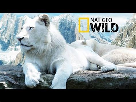 The Best Documentaries About Lions - Documentarytube.com