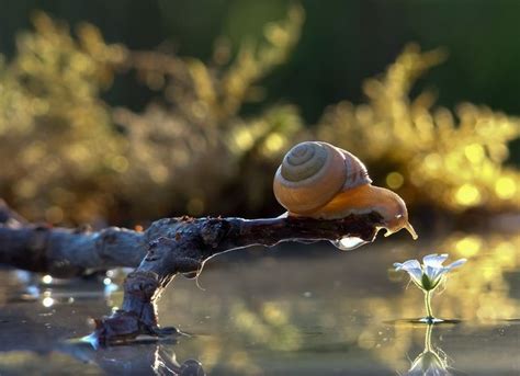 Amazing Close Up Photos of Snails | Animals wild, Animal photography, Magical pictures