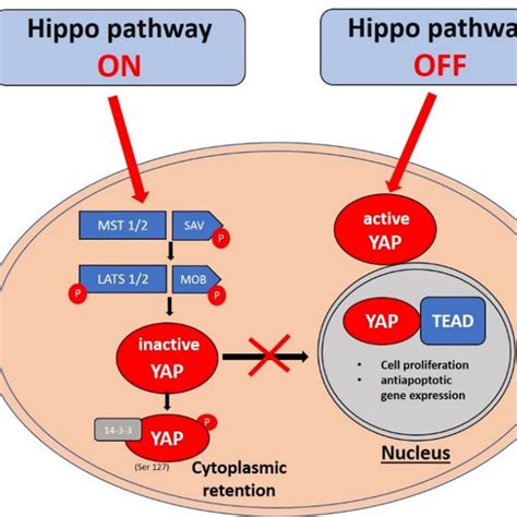 Mutation frequency in main components of the Hippo signaling pathway... | Download Scientific ...