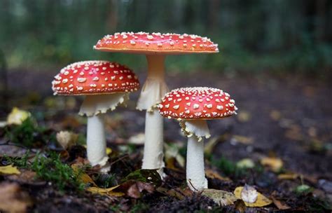 Scientist claims that mushrooms communicate with each other using electrical signals - element14 ...