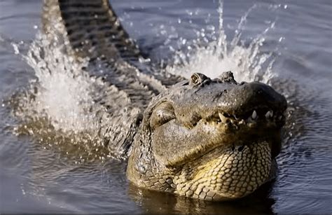 Alligator mating season is here - ECB Publishing, Inc.