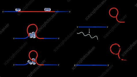 mRNA splicing, animation - Stock Video Clip - K004/2023 - Science Photo ...