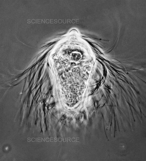 Trichonympha agilis (LM) | Stock Image - Science Source Images