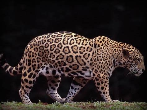 Jaguar – a strong wild cat | DinoAnimals.com