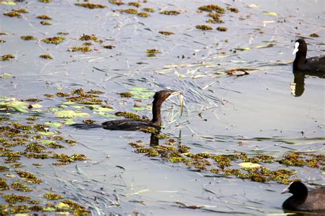 Preying Cormorant - PixaHive