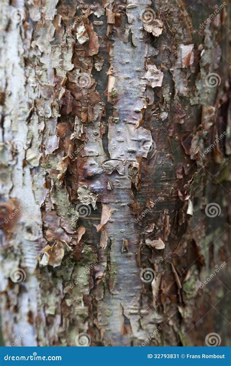 Bark of the Gumbo Limbo Tree Stock Image - Image of tourist, limbo: 32793831