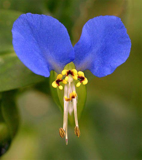 Traditional uses and benefits of Asiatic Dayflower