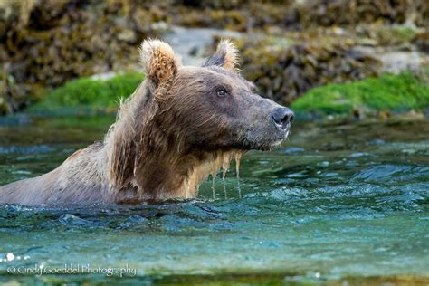 A swimming Brown bear dripping water | Cindy Goeddel Photography, LLC