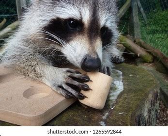 Raccoon Feet: Over 367 Royalty-Free Licensable Stock Photos | Shutterstock