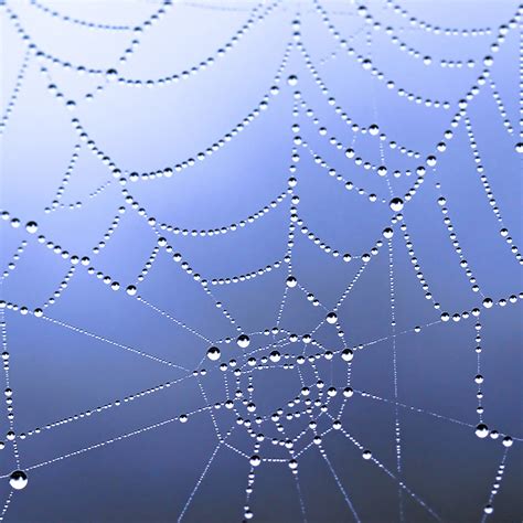 Spider web dew drops | 0020 Spider web dew drops wit a blue … | Flickr