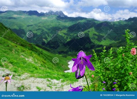 Alpine Meadows and Mountain Flowers on a Background of Distant ...