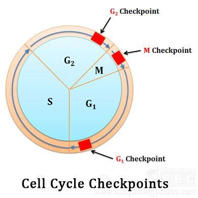 Regulation of Cell Cycle by 3 Checkpoints | easybiologyclass