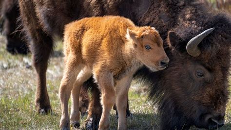 Adorable baby bison stampede over bridge at Yellowstone National Park ...