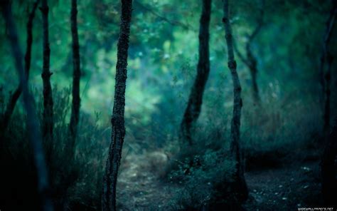 Forest HD Wallpapers - Wallpaper Cave