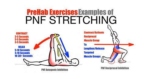 PreHab Exercises - Effective Stretching Techniques - Examples of PNF ...