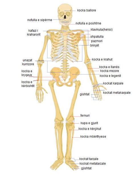 Skeleti i njeriut - Wikipedia | Human skeleton, Wikipedia, Human