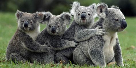 Koala - torbacz, który nie pije wody | DinoAnimals.pl