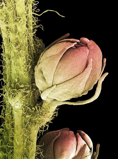 Goat's Beard Flower, Sem Photograph by Steve Gschmeissner | Fine Art ...