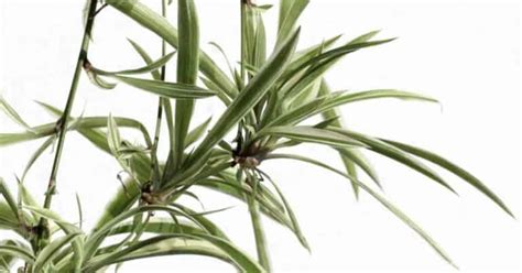 Spider Plant Propagation: Tips On How To Propagate Spider Plants